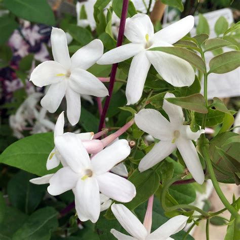 jasminum officinale for sale|jasmine common.